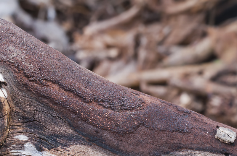 Hypoxylon macrocarpum